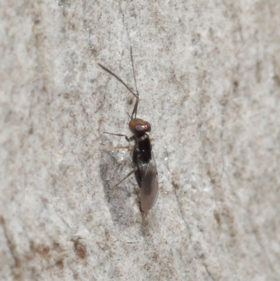 Encyrtidae (family) (Encyrtid wasp) at Downer, ACT - 4 Apr 2021 by TimL