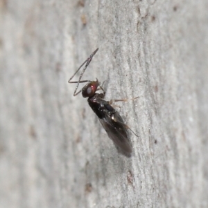 Encyrtidae (family) at Downer, ACT - 4 Apr 2021 11:05 AM