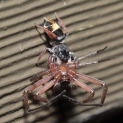 Apricia jovialis (Jovial jumping spider) at Downer, ACT - 2 Apr 2021 by TimL