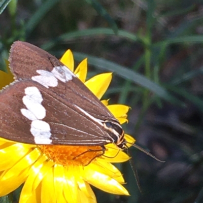 Nyctemera amicus (Senecio Moth, Magpie Moth, Cineraria Moth) at Isaacs Ridge and Nearby - 5 Apr 2021 by YellowButton