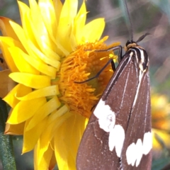 Nyctemera amicus at Jerrabomberra, ACT - 5 Apr 2021