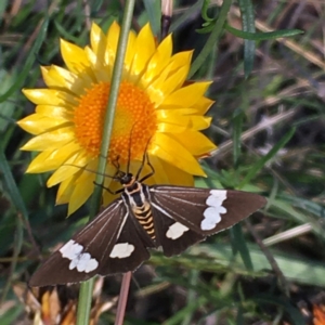 Nyctemera amicus at Jerrabomberra, ACT - 5 Apr 2021