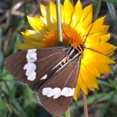 Nyctemera amicus at Jerrabomberra, ACT - 5 Apr 2021