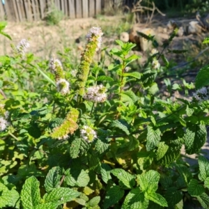 Mentha spicata at O'Malley, ACT - 5 Apr 2021 10:01 AM