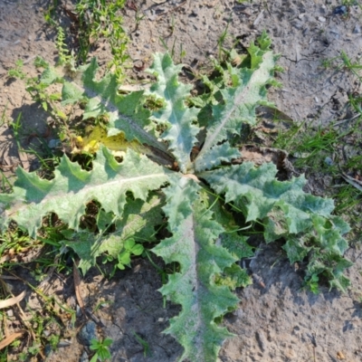 Onopordum acanthium (Scotch Thistle) at O'Malley, ACT - 5 Apr 2021 by Mike