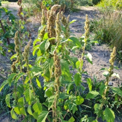Amaranthus retroflexus (Redroot Amaranth) at O'Malley, ACT - 5 Apr 2021 by Mike