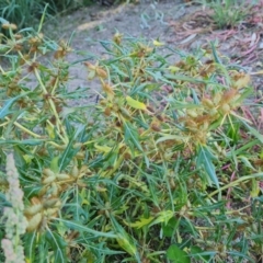 Xanthium spinosum (Bathurst Burr) at O'Malley, ACT - 5 Apr 2021 by Mike