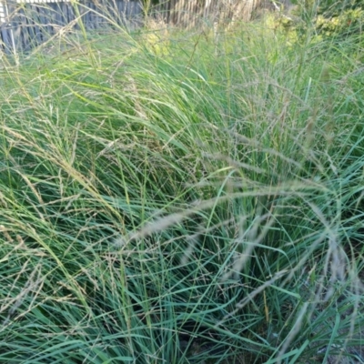 Eragrostis curvula (African Lovegrass) at O'Malley, ACT - 5 Apr 2021 by Mike