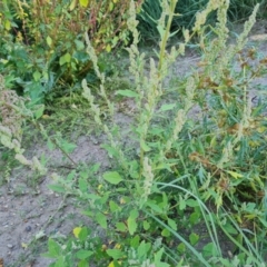 Chenopodium album (Fat Hen) at O'Malley, ACT - 5 Apr 2021 by Mike