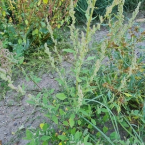 Chenopodium album at O'Malley, ACT - 5 Apr 2021