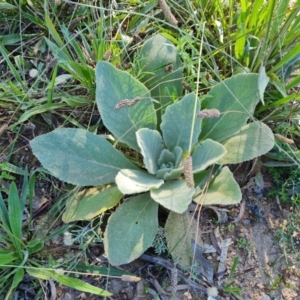 Verbascum thapsus subsp. thapsus at O'Malley, ACT - 5 Apr 2021