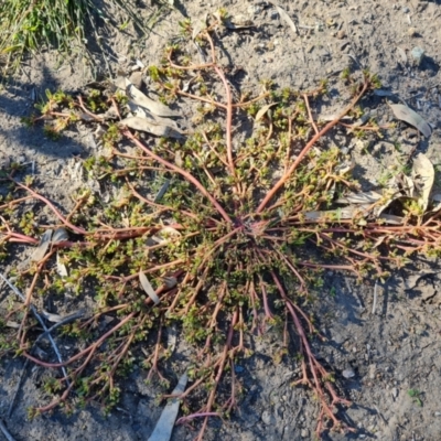 Portulaca oleracea (Munyeroo ,Pigweed, Purslane) at O'Malley, ACT - 5 Apr 2021 by Mike