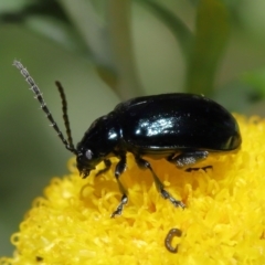 Altica sp. (genus) (Flea beetle) at Downer, ACT - 4 Apr 2021 by TimL