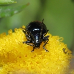 Altica sp. (genus) at Downer, ACT - 4 Apr 2021