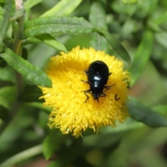 Altica sp. (genus) at Downer, ACT - 4 Apr 2021