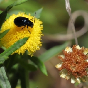 Altica sp. (genus) at Downer, ACT - 4 Apr 2021