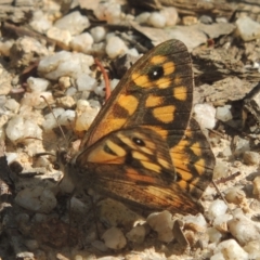 Geitoneura klugii (Marbled Xenica) at Paddys River, ACT - 11 Feb 2021 by michaelb