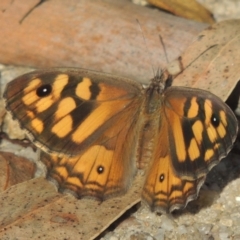 Geitoneura klugii (Klug's Xenica / Marbled Xenica) at Paddys River, ACT - 11 Feb 2021 by michaelb