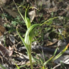 Diplodium laxum (Antelope greenhood) at Conder, ACT - 30 Mar 2021 by MichaelBedingfield