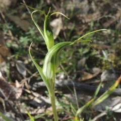 Diplodium laxum (Antelope greenhood) at Conder, ACT - 30 Mar 2021 by michaelb