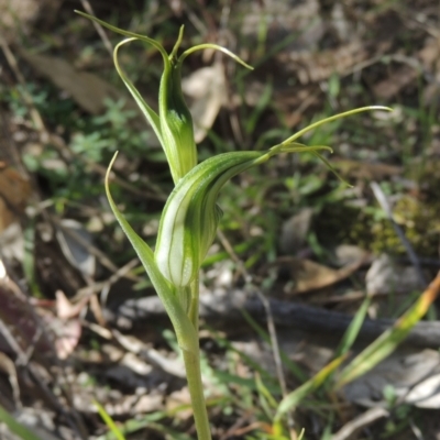 Diplodium laxum (Antelope greenhood) at Rob Roy Range - 30 Mar 2021 by michaelb