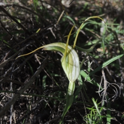 Diplodium laxum (Antelope greenhood) at Conder, ACT - 30 Mar 2021 by MichaelBedingfield