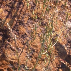 Lactuca serriola f. serriola at Watson, ACT - 5 Apr 2021