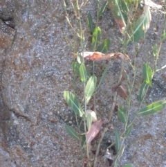 Lactuca serriola f. serriola at Watson, ACT - 5 Apr 2021 04:52 PM