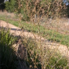 Lactuca serriola f. serriola at Watson, ACT - 5 Apr 2021 04:52 PM