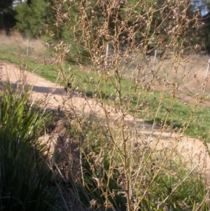 Lactuca serriola f. serriola at Watson, ACT - 5 Apr 2021