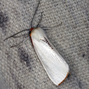 Thalaina selenaea at O'Connor, ACT - 5 Apr 2021 10:29 PM