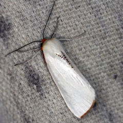 Thalaina selenaea (Orange-rimmed Satin Moth) at O'Connor, ACT - 5 Apr 2021 by ibaird