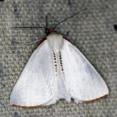 Thalaina selenaea at O'Connor, ACT - 5 Apr 2021 10:29 PM