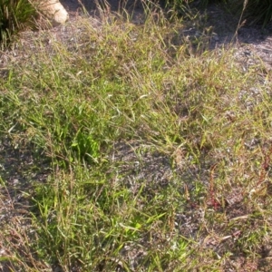 Echinochloa crus-galli at Watson, ACT - 5 Apr 2021