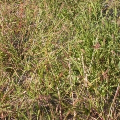 Echinochloa crus-galli at Watson, ACT - 5 Apr 2021 04:50 PM