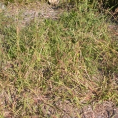 Echinochloa crus-galli at Watson, ACT - 5 Apr 2021 04:50 PM