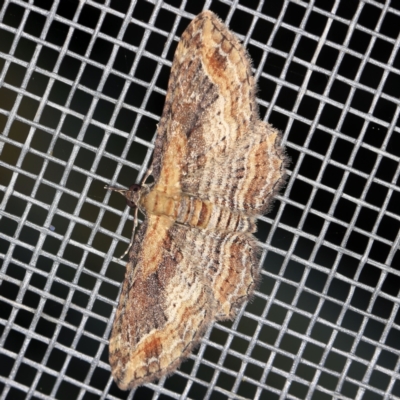 Chloroclystis filata (Filata Moth, Australian Pug Moth) at O'Connor, ACT - 5 Apr 2021 by ibaird