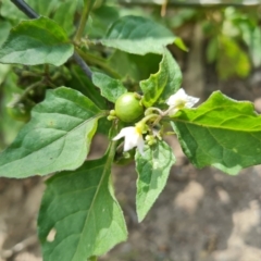 Solanum nigrum (Black Nightshade) at O'Malley, ACT - 6 Apr 2021 by Mike