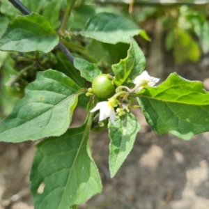 Solanum nigrum at O'Malley, ACT - 6 Apr 2021