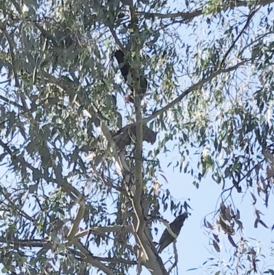 Callocephalon fimbriatum (Gang-gang Cockatoo) at Garran, ACT - 5 Apr 2021 by ruthkerruish