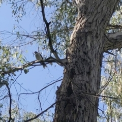 Callocephalon fimbriatum at Garran, ACT - 6 Apr 2021