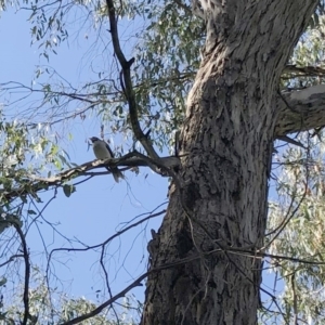 Callocephalon fimbriatum at Garran, ACT - 6 Apr 2021