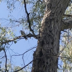 Eucalyptus sp. at Garran, ACT - 6 Apr 2021