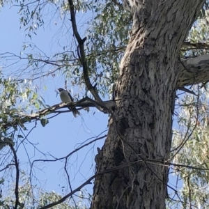 Eucalyptus sp. at Garran, ACT - 6 Apr 2021