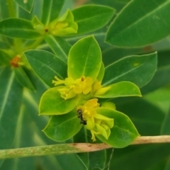 Euphorbia oblongata (Egg-leaf Spurge) at Mitchell, ACT - 6 Apr 2021 by trevorpreston