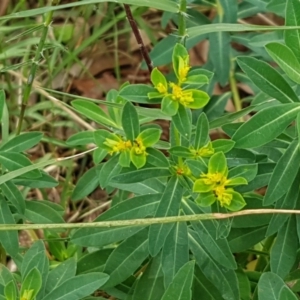 Euphorbia oblongata at Mitchell, ACT - 6 Apr 2021