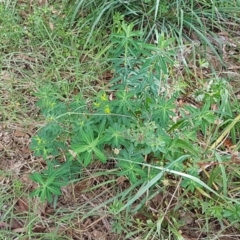Euphorbia oblongata at Mitchell, ACT - 6 Apr 2021