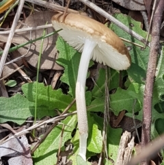 Oudemansiella gigaspora group (Rooting Shank) at Crace Grasslands - 6 Apr 2021 by tpreston