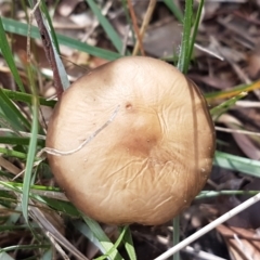 Oudemansiella 'radicata group' at Mitchell, ACT - 6 Apr 2021