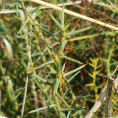 Daviesia genistifolia (Broom Bitter Pea) at Mitchell, ACT - 6 Apr 2021 by tpreston